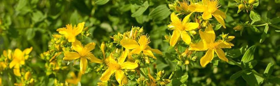 Image of yellow flowers growing on green leaves