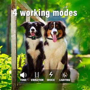Dog Training Collar