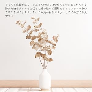 Amazon｜ユーカリ アンティークテラコッタ鉢植え 観葉植物