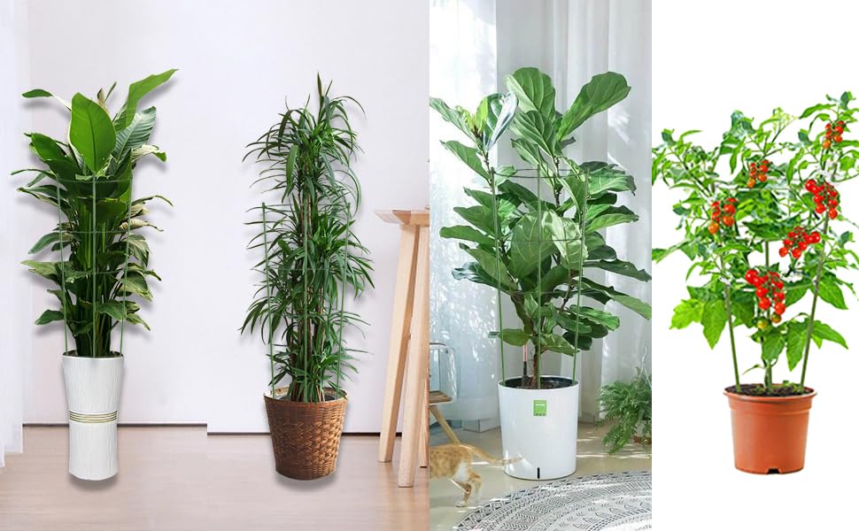 tomato plant support