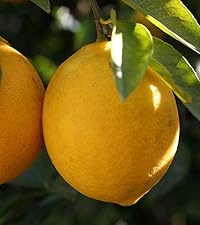 Amazon.co.jp: レモン スイートレモネード(手で皮がむけ