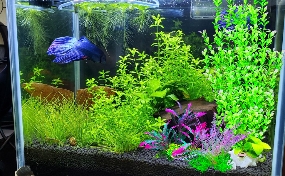 fish tank plant