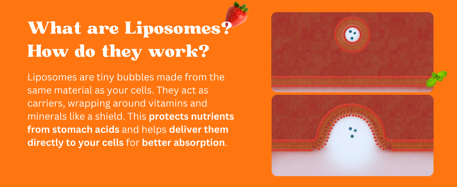 liposomal supplement natural lipo lecithin high superior highest absorption bioavailability skin