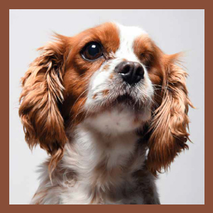 Photograph of dog Winnie from Forever Home