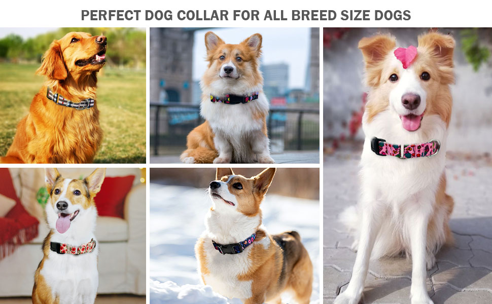 red flower dog collar