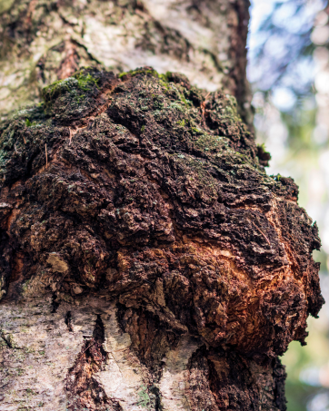 One Life Foods, Chaga, Natural Products, Honey, Chaga Tea, Liquid Vitamins, Shilajit, Black Seed Oil