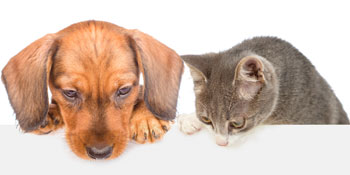 PETMAKER Pet Bowls, White - Set of 2