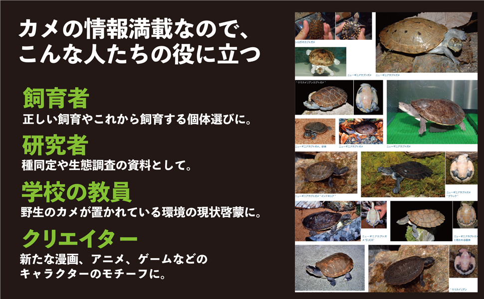 亀ページ 81MNfIL2AUL._UF1000,1000_QL80_.jpg