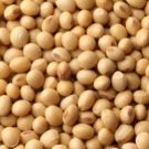 Soybean extract