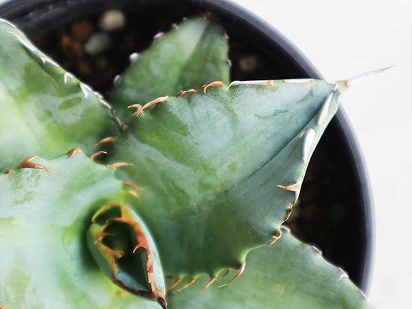 アガベ 青緑色 チタノタブルー　大株販売 Amazon｜ITANSE アガベ・チタノタ・ブルー 3.5号鉢 1個