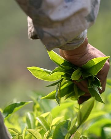 Farmer picking tea leaves