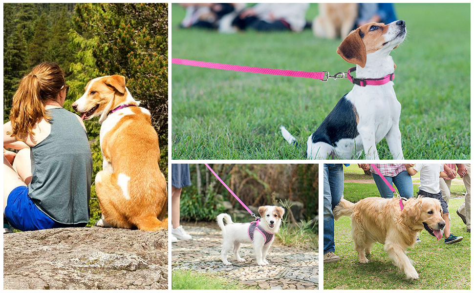 Jumpress Soft Neoprene Padded Dog Collar and Leash Set for Small Medium Large Dogs