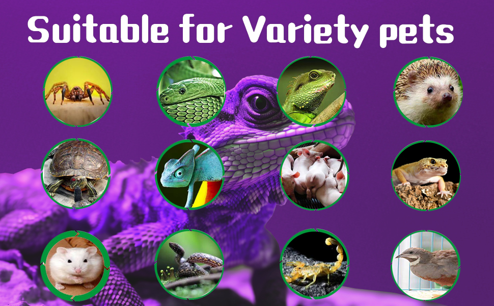 Reptile Night Heat Lamp