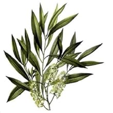 Melaleuca