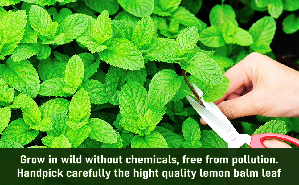 lemon balm tea organic