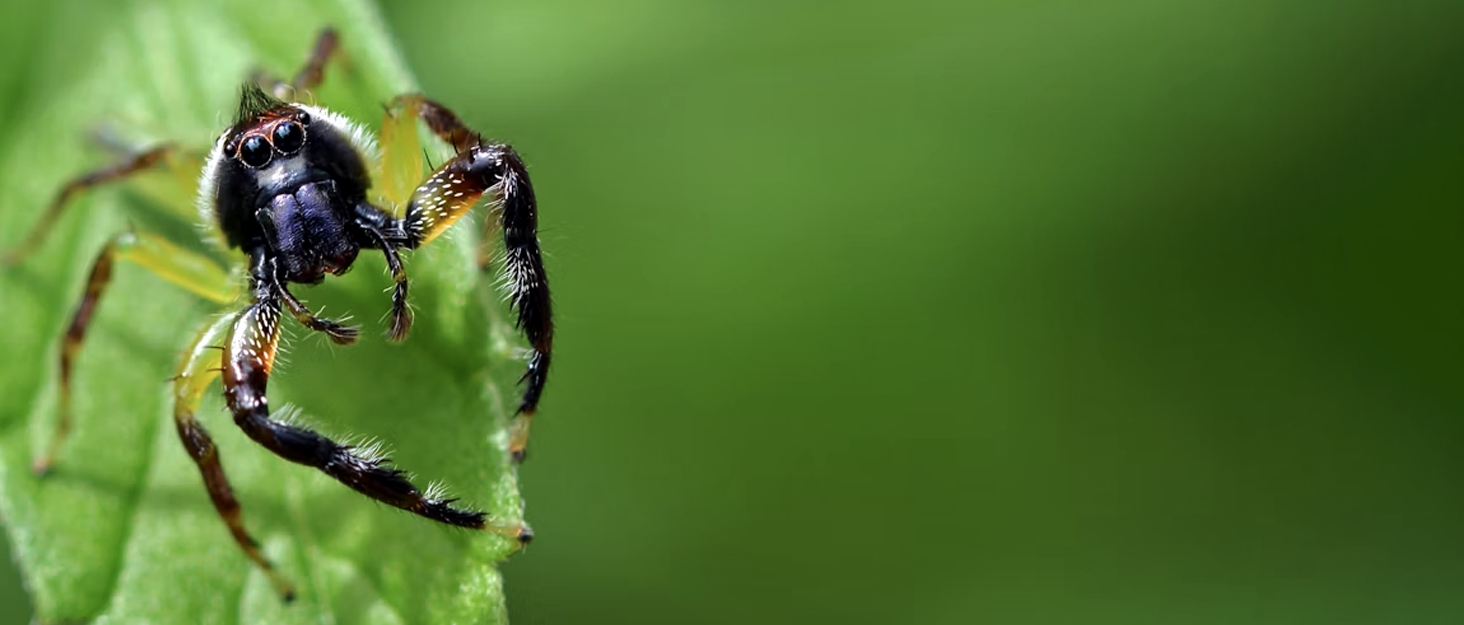 jumping spider enclosure