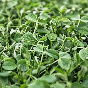 ponette natural fibra de soja cepillo de pelo ecológico reciclable sostenible