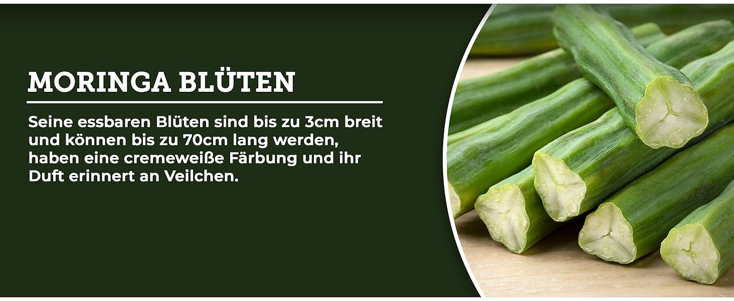 Bio Morina Tabletten hochdosiert