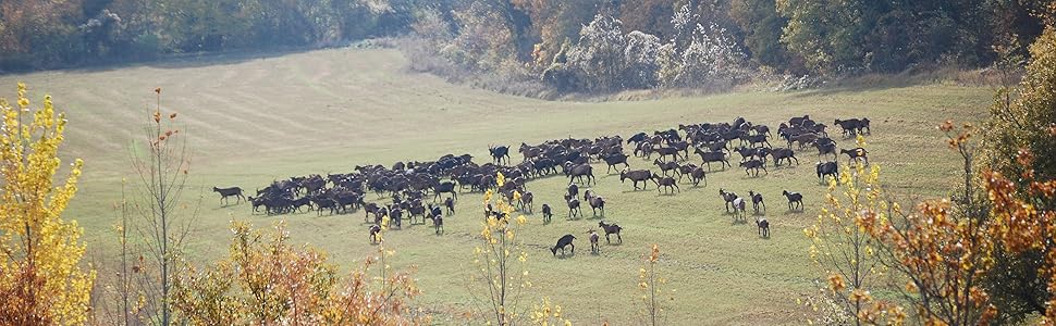 Santa Gadea cabras rebaño ecológico