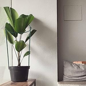 plant support 