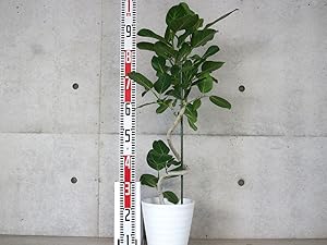 Amazon.co.jp: フィカス ベンガレンシス ゴムの木の仲間 曲がり