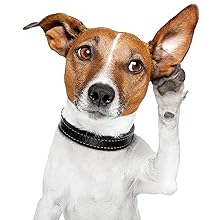 Canine Communication