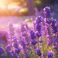 candles for men jar candles gift soy candles sandalwood candles nest candles large candles