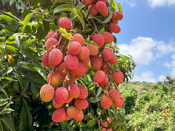 ライチ　品種名　ジャカパット　苗木 楽天市場】【送料無料】ライチ ジャカパット 果樹の苗木 4号 1個