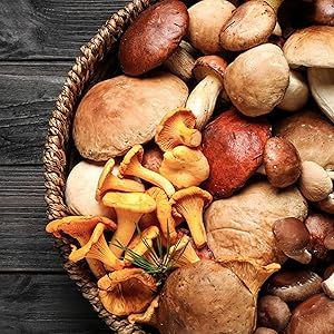 431476b0-084a-4024-b2fa-8709abba0b55.__CR0,0,1500,1500_PT0_SX300_V1___ Organic Mushroom Coffee, 10oz – 10 Adaptogenic Mushrooms with Arabica Coffee + MCT Oil for Smooth Flavor – Turkey Tail, Lions Mane, Cordyceps, Chaga, Reishi – Immune, Energy,& Brain Support Supplement