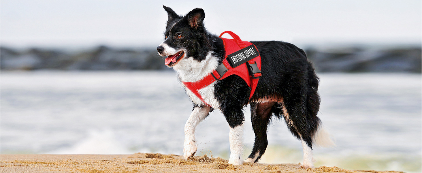 red service dog harness