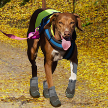 hundeschuhe