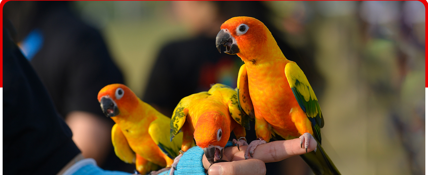 Canary seed for birds