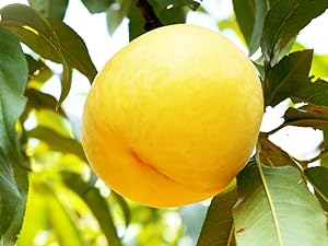 果樹 黄金桃 白鳳桃 120cm 果樹 黄金桃 白鳳桃 120cm Amazon.co.jp: 桃の苗木 黄金桃 4～5