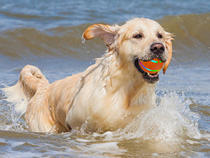 dog ball