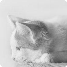 SONGWAY Cat Scratching Post Tree - Cat Tree with 3 Scratching Poles and Dangling Balls, Carpeted Base and Perch, Interactive Scratcher Toy for Indoor Cats Kittens, Grey 17 02-1