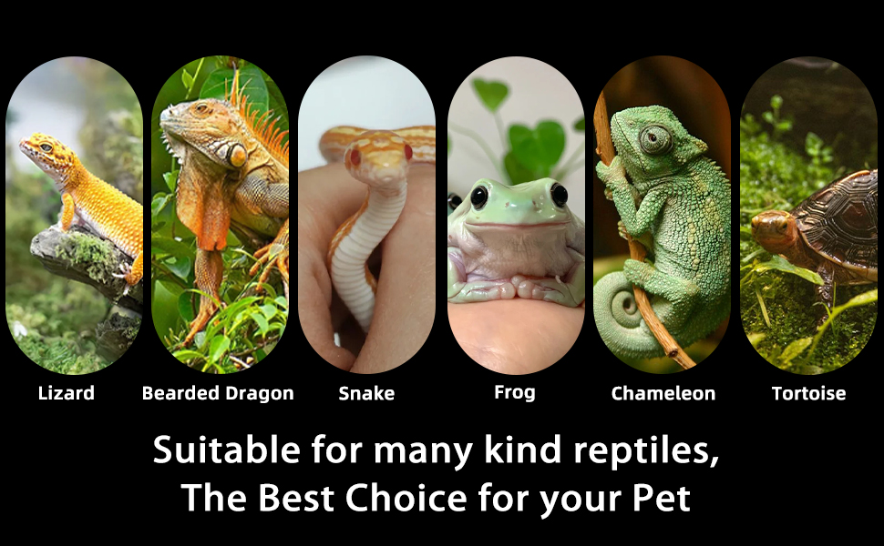 Breaded Dragon Reptile Basking Platform