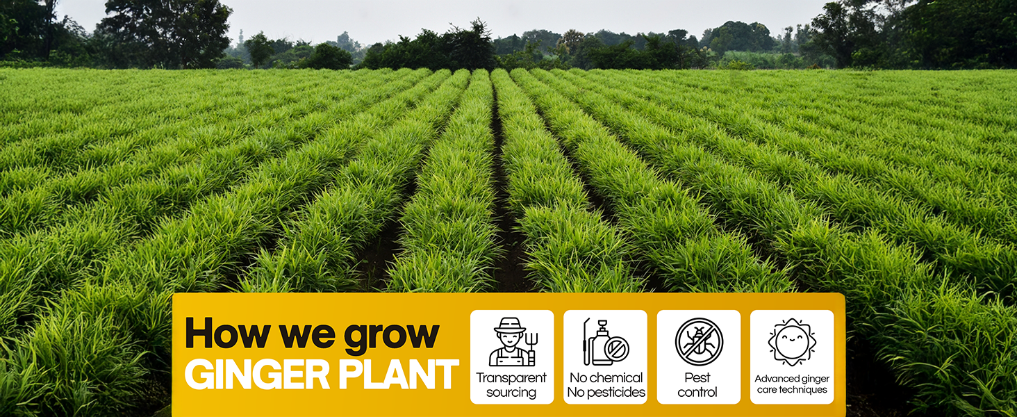 ginger tea for nausea relief; ginger root tea; ginger tea loose leaf organic ginger tea bags;