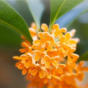 Osmanthus