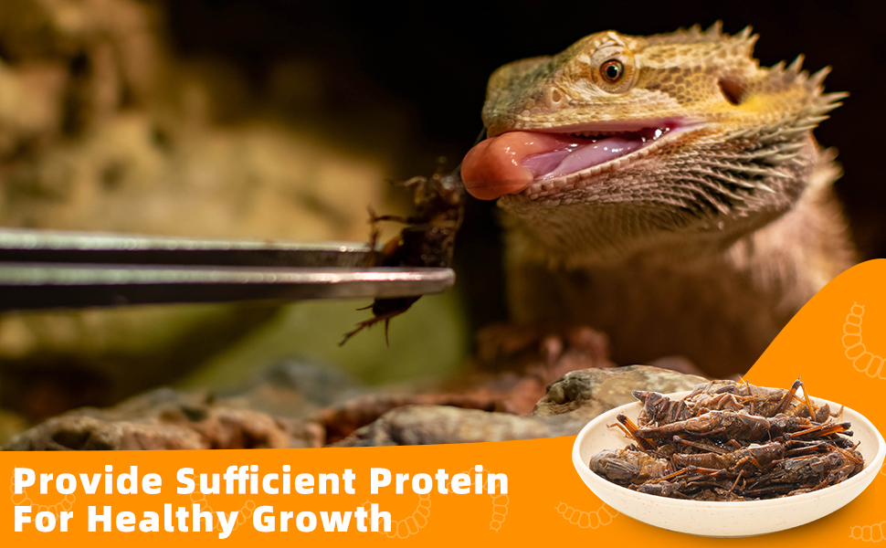 Provide sufficient Protein