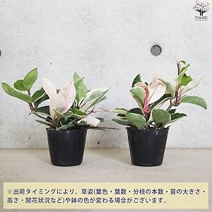 Amazon.co.jp: ホヤ(桜ラン)・カルノーサ リップカラー 3.5号