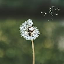 Dandelion-seed true-dandelion wild heirloom seeds-for-planting bee-friendly usa untreated organic