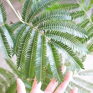 エバーフレッシュ　夜は眠るねむの木　ホワイトテラコッタ鉢植え　観葉植物 エバーフレッシュ 夜は眠るねむの木 ホワイトテラコッタ鉢植え