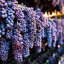 vigne; vigne grecque; récolte; récolte de la vigne; récolte; nemea; vignes biologiques; vin bio