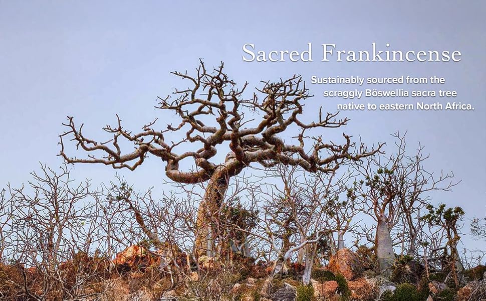 evanhealy Frankincense HydroSoul