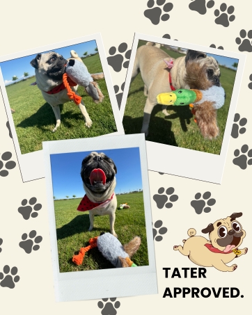 Happy pug playing with toys.