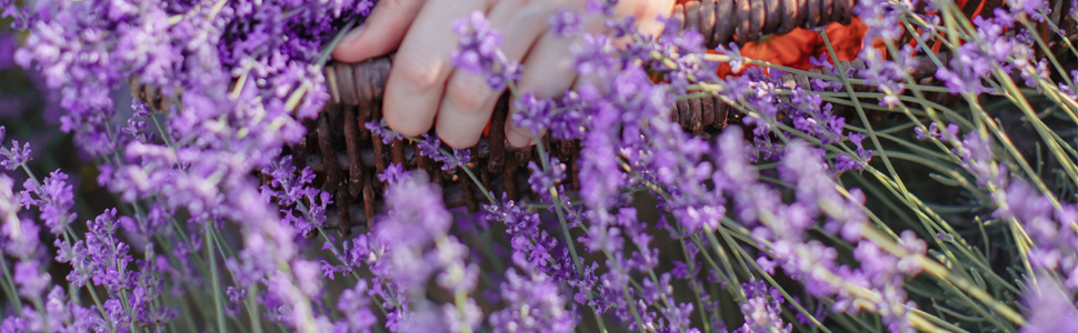 lavender tea