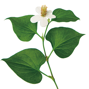 Houttuynia Cordata Extract