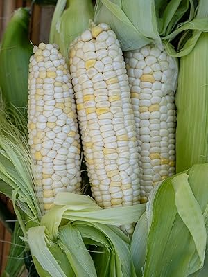 Organic-corn-seed xanadu zanadoo sweet-corn-seed corn organic seed seed-for-planting grain colored