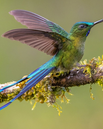 night vision binoculars for adults