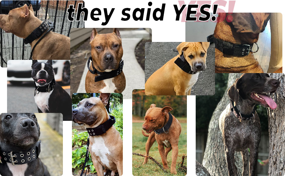 Large Dog Collar Black Heavy Duty Collars for Gaint Breed